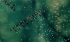 Do viruses evolve with the Internet?