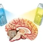 Do Mobile Phones Cause Cancer? What the Research Says