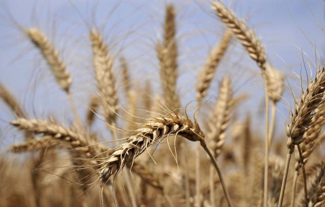 Punjab, a hub of wheat in India travel region