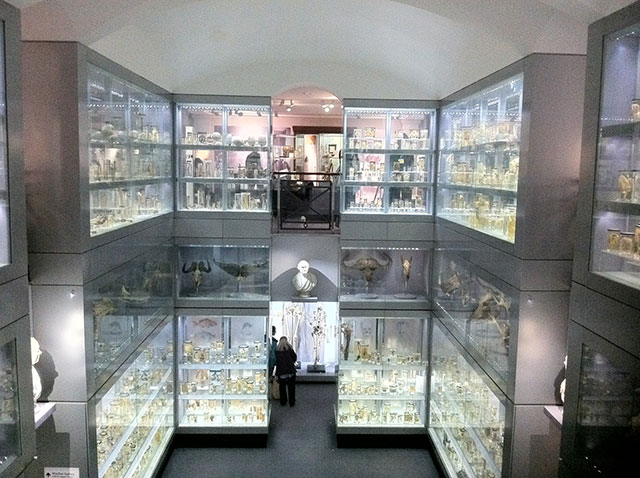 Holborn area in London offers the Hunterian Museum for Nature and medicine