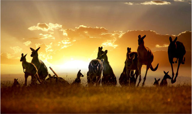 outback atmosphere and kangaroos in nature landscape for adventure travel locations