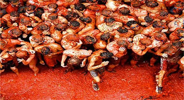 World's famous La Tomatina food fight festival in Spain celebrating annual La Tomatina travel event