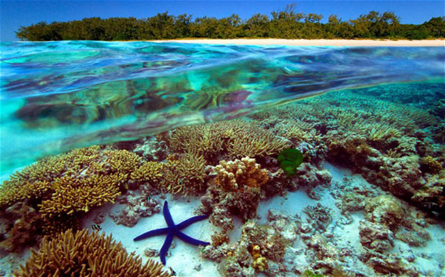 dive into the great barrier reef and enjoy ocean in Australia