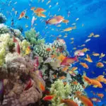 World’s stylish aquarium: The Australian Great Barrier Reef