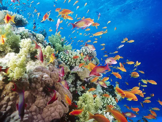 great barrier reef australia great barrier reef australia