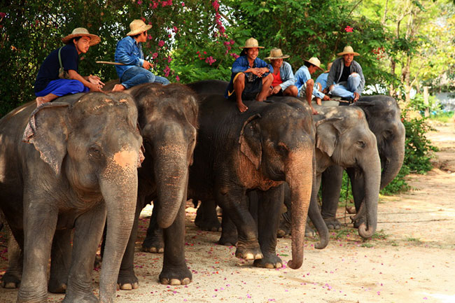 Pattaya Elephant Village thailand