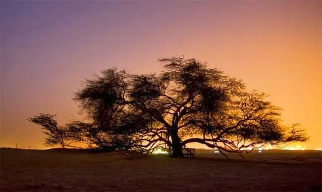 tree of life bahrain