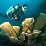 Raja Ampat Livaboard Diving – Top 6 Diving Sites You Can Visit