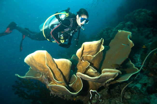 Raja Ampat Livaboard Diving