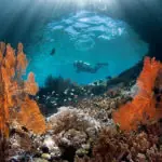 How to Choose a Raja Ampat Liveaboard Diving Trip: 4 Tips