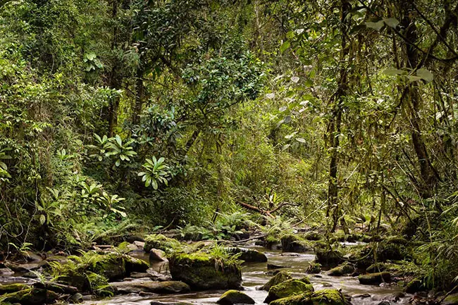 The Amber Mountain Park madagascar The Amber Mountain Park madagascar
