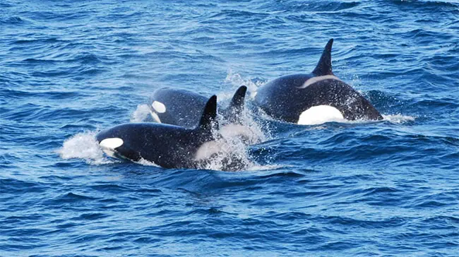 Whale watching in Reykjavik 