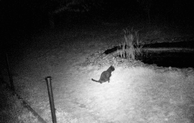 captured night time image of a black cat