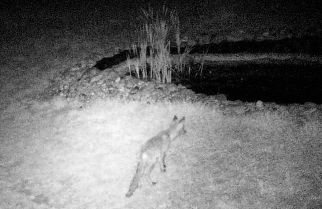 a young fox wildlife animal