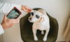 6 Cool Gadgets for Pets