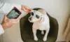 6 Cool Gadgets for Pets