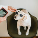 6 Cool Gadgets for Pets