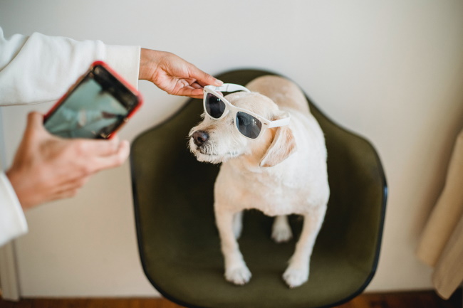6 Cool Gadgets for Pets